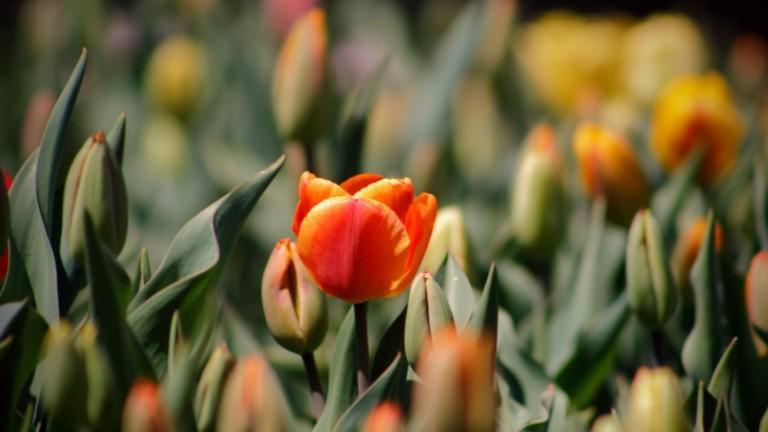 Oranssit tulppaanit